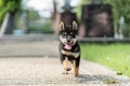 Japanese dog of japanese breed inu running fast in a green field. Beautiful Black puppy Shiba Inu Dog Outdoor Royalty Free Stock Photo