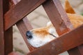 A Japanese dog of breed Shiba Inu stuck his nose out of a wooden fence Royalty Free Stock Photo