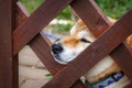 A Japanese dog of breed Shiba Inu stuck his nose out of a wooden fence. Japanese small size Shiba Ken dog looks into the distance