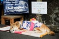 Japanese Dog sleeping on the Street in Shizuoka, Japan. Sign says that Welcome! Her name is Princess, our mascot dog. In summer ti