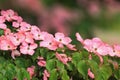 Japanese dogwood bush with pink blossoms Royalty Free Stock Photo