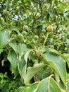 Japanese dogwood or Cornus kousa branch. Royalty Free Stock Photo