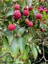 Japanese dogwood or Cornus kousa branch. Royalty Free Stock Photo