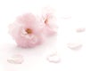 Japanese double flowered cherry blossom isolated Royalty Free Stock Photo