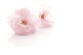 Japanese double flowered cherry blossom isolated 2 Royalty Free Stock Photo