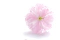 Japanese double flowered cherry blossom 4 Royalty Free Stock Photo