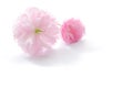 Japanese double flowered cherry blossom Royalty Free Stock Photo