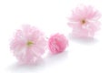 Japanese double flowered cherry blossom 2 Royalty Free Stock Photo