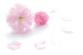 Japanese double flowered cherry blossom 3 Royalty Free Stock Photo