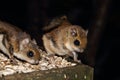 Japanese dwarf flying squirrel Royalty Free Stock Photo