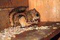 Japanese dwarf flying squirrel Royalty Free Stock Photo