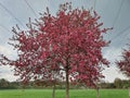 Japanese endemic Prunus speciosa Oshima cherry