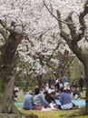 Japanese enjoying cherry blossoms festival in korakuen garden