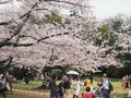 Japanese enjoying cherry blossoms festival in korakuen garden