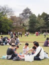 Japanese enjoying Cherry blossoms festival in park Royalty Free Stock Photo