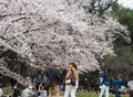 Japanese enjoying Cherry blossoms festival in park Royalty Free Stock Photo