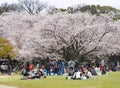 Japanese enjoying Cherry blossoms festival in park