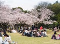 Japanese enjoying Cherry blossoms festival in park. Royalty Free Stock Photo