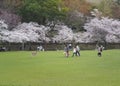 Japanese enjoying Cherry blossoms festival in park