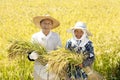 Japanese farmer harvesting rice