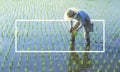 Japanese farmer tending the rice paddy Concept