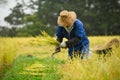 A Japanese farmer wearing a blue dress and a wicker hat, harvesting rice in a field, rice plants in golden yellow in rural Niigata Royalty Free Stock Photo