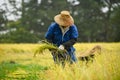 A Japanese farmer wearing a blue dress and a wicker hat, harvesting rice in a field, rice plants in golden yellow in rural Niigata Royalty Free Stock Photo