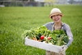 Japanese farmer woman harvests vegetables from the field Royalty Free Stock Photo