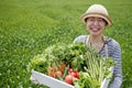 Japanese farmer woman harvests vegetables from the field Royalty Free Stock Photo