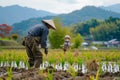 Japanese farmer working in a rice field with a scarecrow in the background Royalty Free Stock Photo