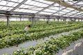 Japanese farmhouse, strawberry greenhouse cultivation