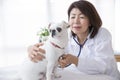 Japanese female veterinarian doing a dog examination