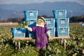 Japanese female farmer in a broccoli field