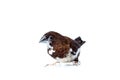 Japanese finch bird with brown and white feathers pet portrait. Royalty Free Stock Photo