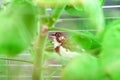 Japanese finch bird with brown and white feathers sits on a green plant. Royalty Free Stock Photo