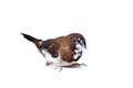 Japanese finch bird with brown and white feathers sits isolated on a white. Royalty Free Stock Photo