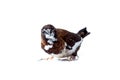 Japanese finch bird with brown and white feathers sits and looking. Royalty Free Stock Photo