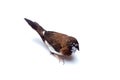 Japanese finch bird with brown and white feathers top view birding. Royalty Free Stock Photo