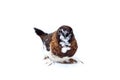 Japanese finch bird with dark brown and white feathers pet portrait. Royalty Free Stock Photo