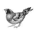 Japanese finch. Vector illustration isolated on white