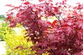 Japanese fire bush Acer palmatum maple tree