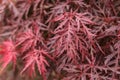 Japanese fire bush Acer palmatum maple tree