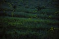 Japanese firefly or genjibotaru or Luciola cruciata glowing in Tatsuno, Nagano, Japan