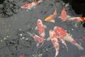 Japanese fish carp koi swimming. Fancy carp fish. Royalty Free Stock Photo