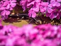 Japanese five lined skink hiding in flowers 2
