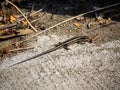 Japanese five lined skink beside a sidewalk