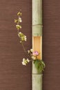 Japanese flower arrangement in bamboo Royalty Free Stock Photo