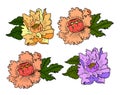 Set of peony flower vector for printing on background. Royalty Free Stock Photo