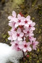 Japanese flowering cherry in Austria Royalty Free Stock Photo