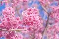 Japanese flowering cherry or beauty pink flower cherry blossum Prunus x yedoensis blooming on branch of tree spring or winter